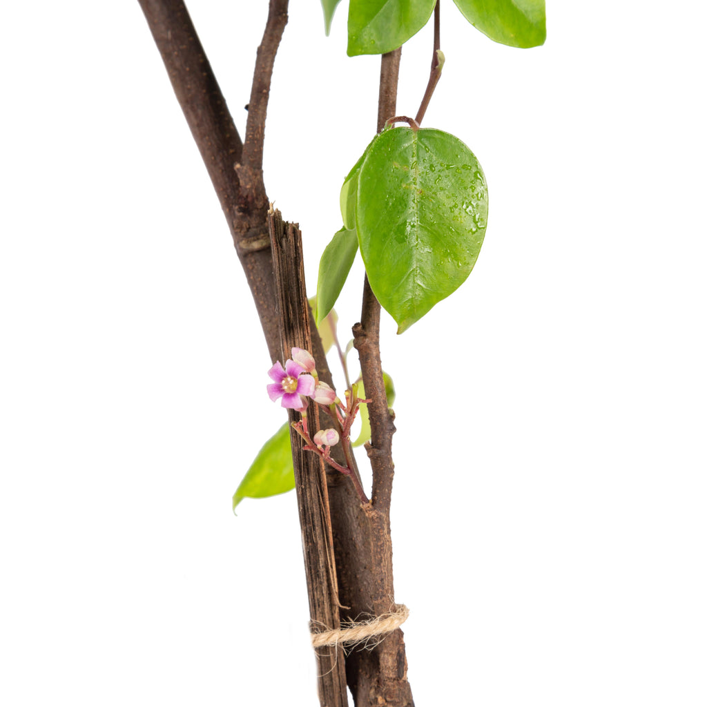 Star Fruit (Grafted)- Fruit Plants & Tree
