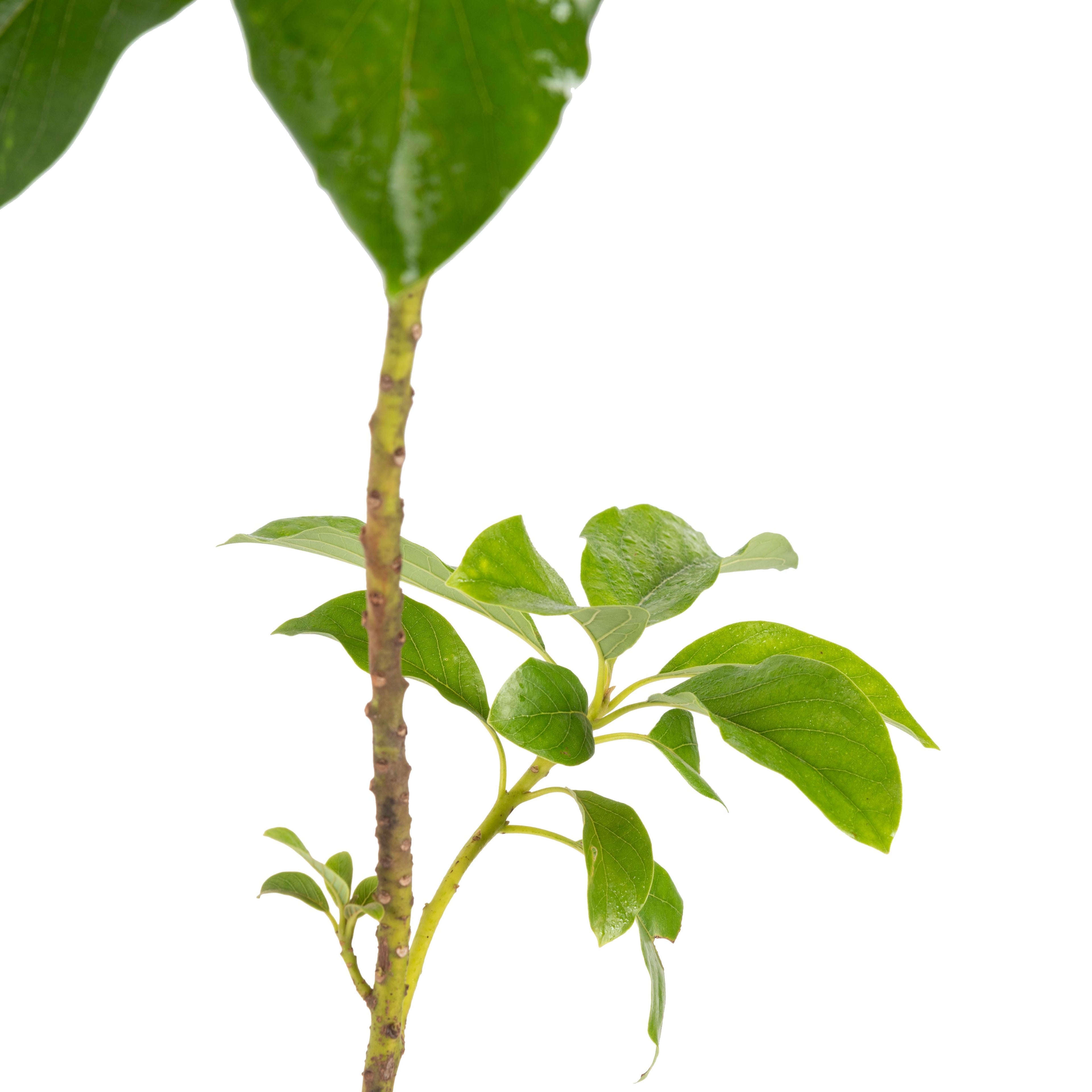 Avocado Hass (Grafted)  - Fruit Plants & Tree