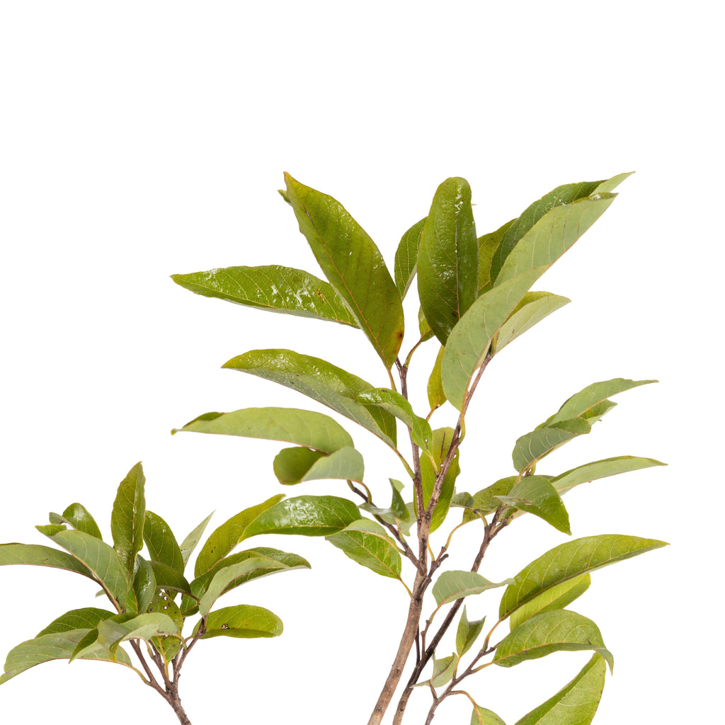 Custard Apple Red(Grafted) - Fruit Plants & Tree