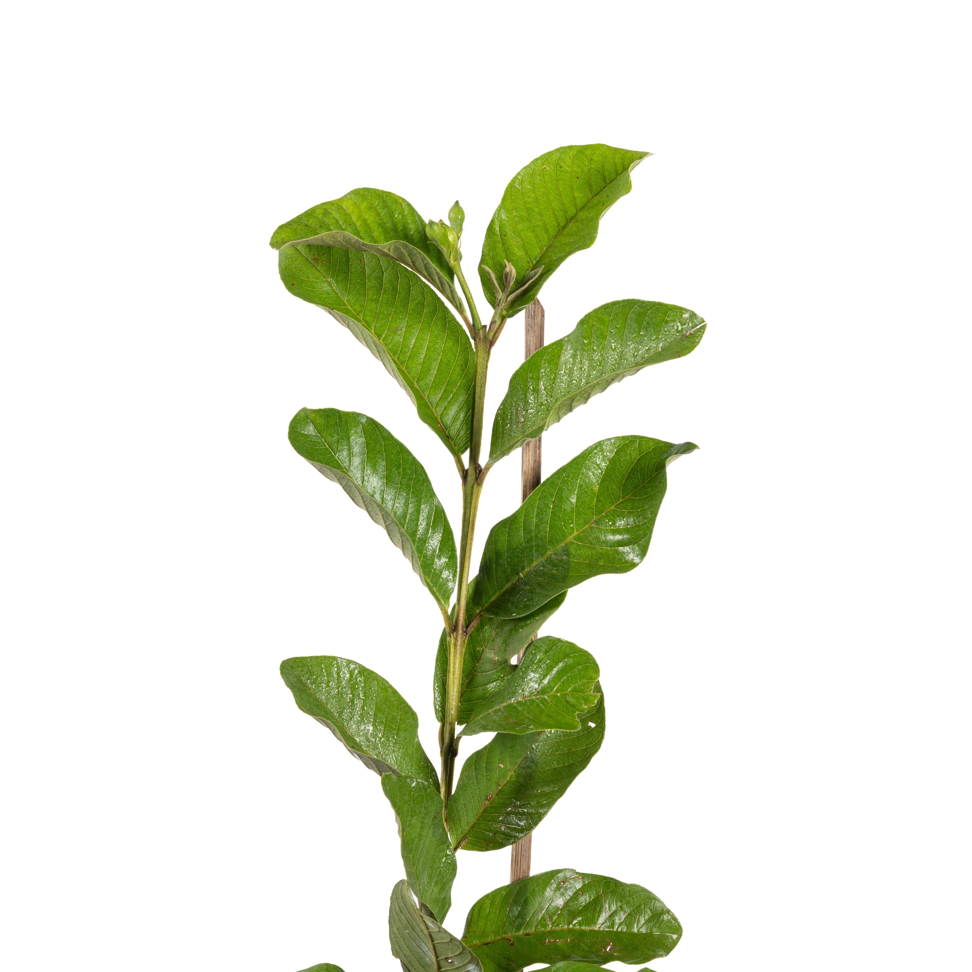 Guava-Lucknow-49(Air Layered Plant) - Fruit Plants & Tree