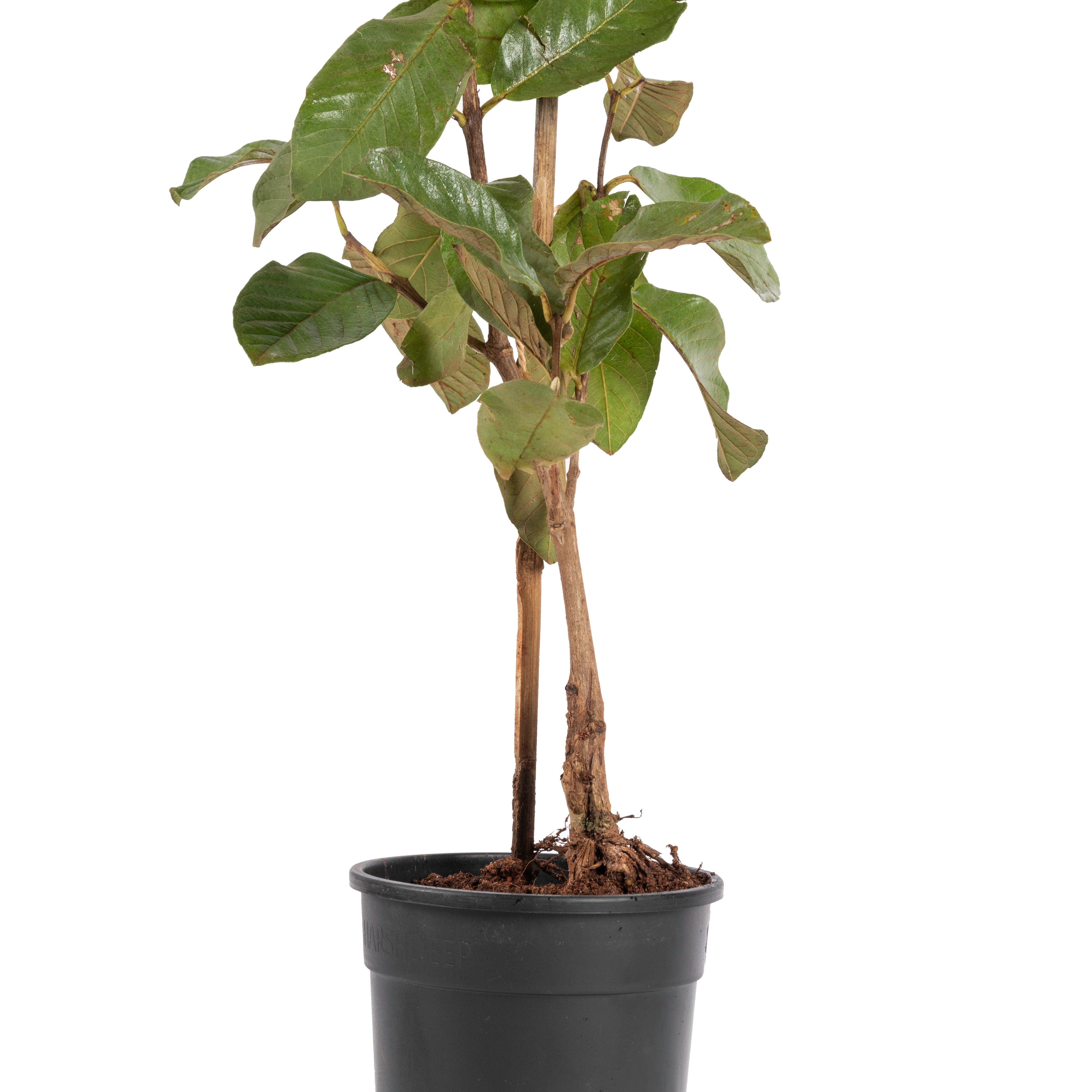 Guava-Lucknow-49(Air Layered Plant) - Fruit Plants & Tree