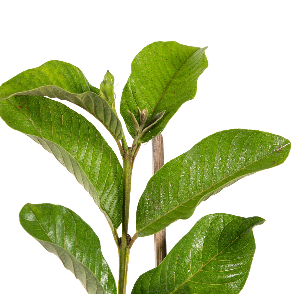 Guava-Lucknow-49(Air Layered Plant) - Fruit Plants & Tree