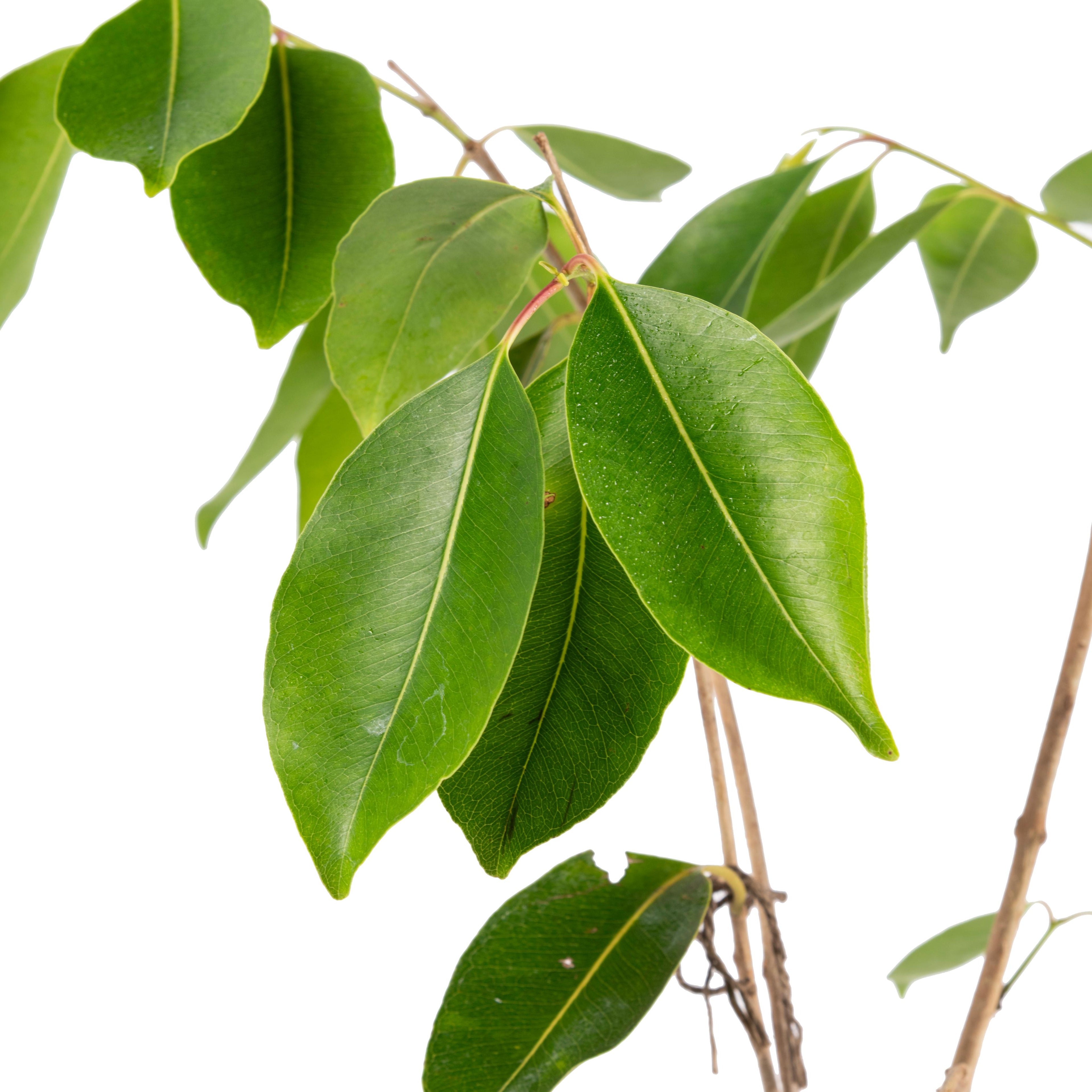Seedless Jamun - Fruits Plant & tree