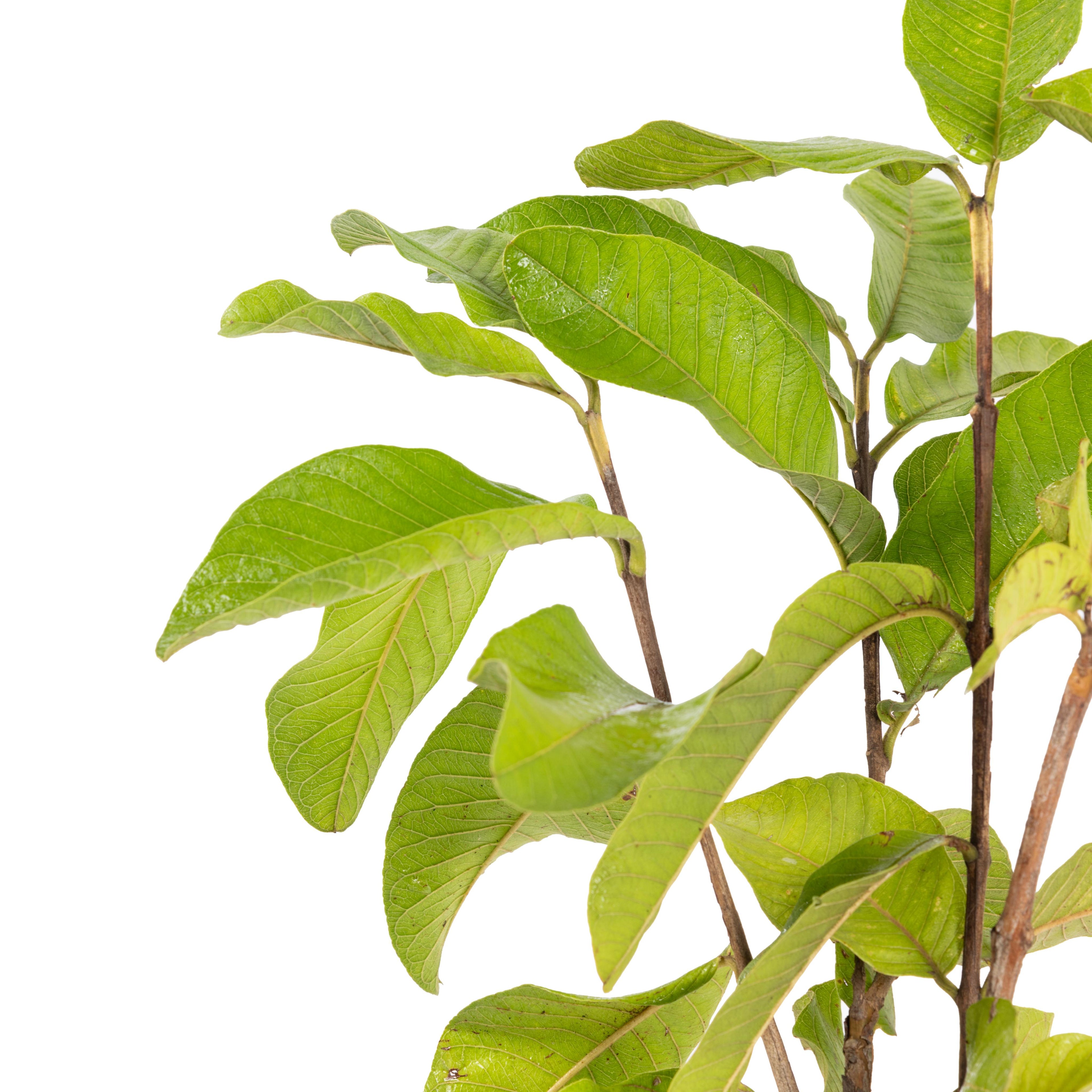 White Diamond Guava - Seedless Guava