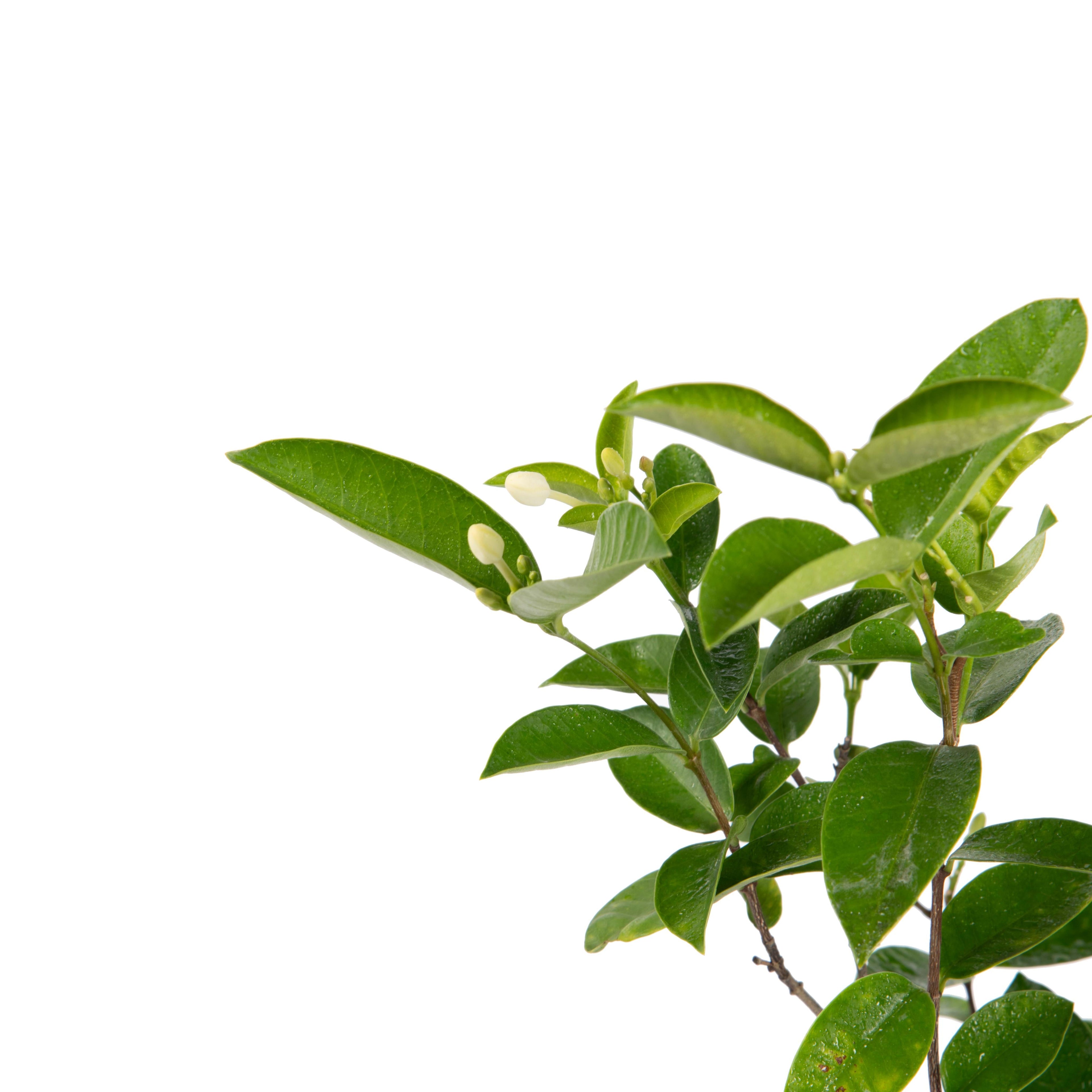 Arctic snow - Flowering Shrubs