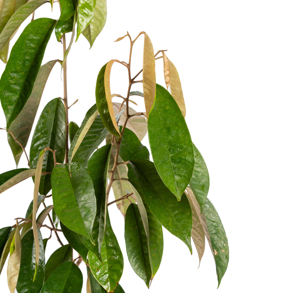 Milk Fruit/Chrysophyllum cainito - Exotic Fruit Plants