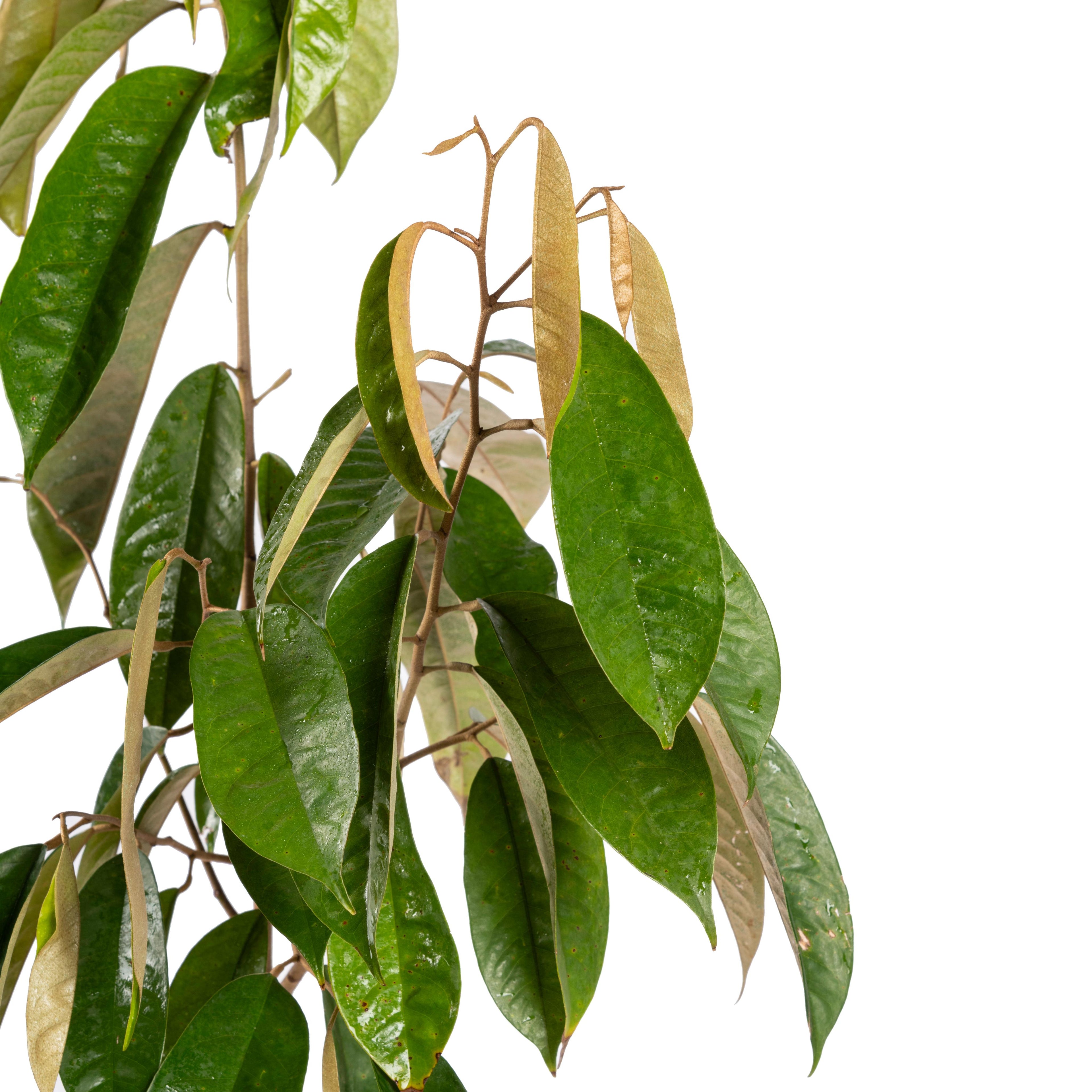 Milk Fruit/Chrysophyllum cainito - Exotic Fruit Plants