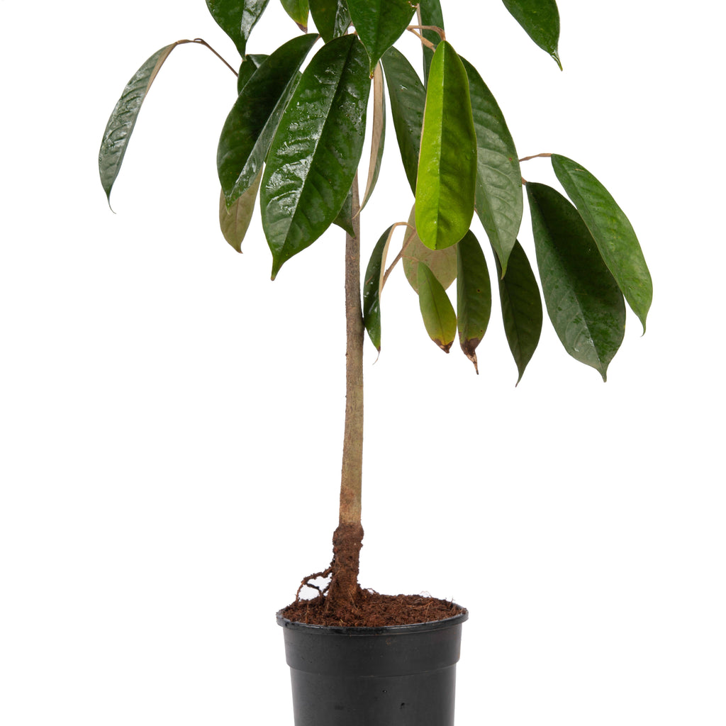 Milk Fruit/Chrysophyllum cainito - Exotic Fruit Plants