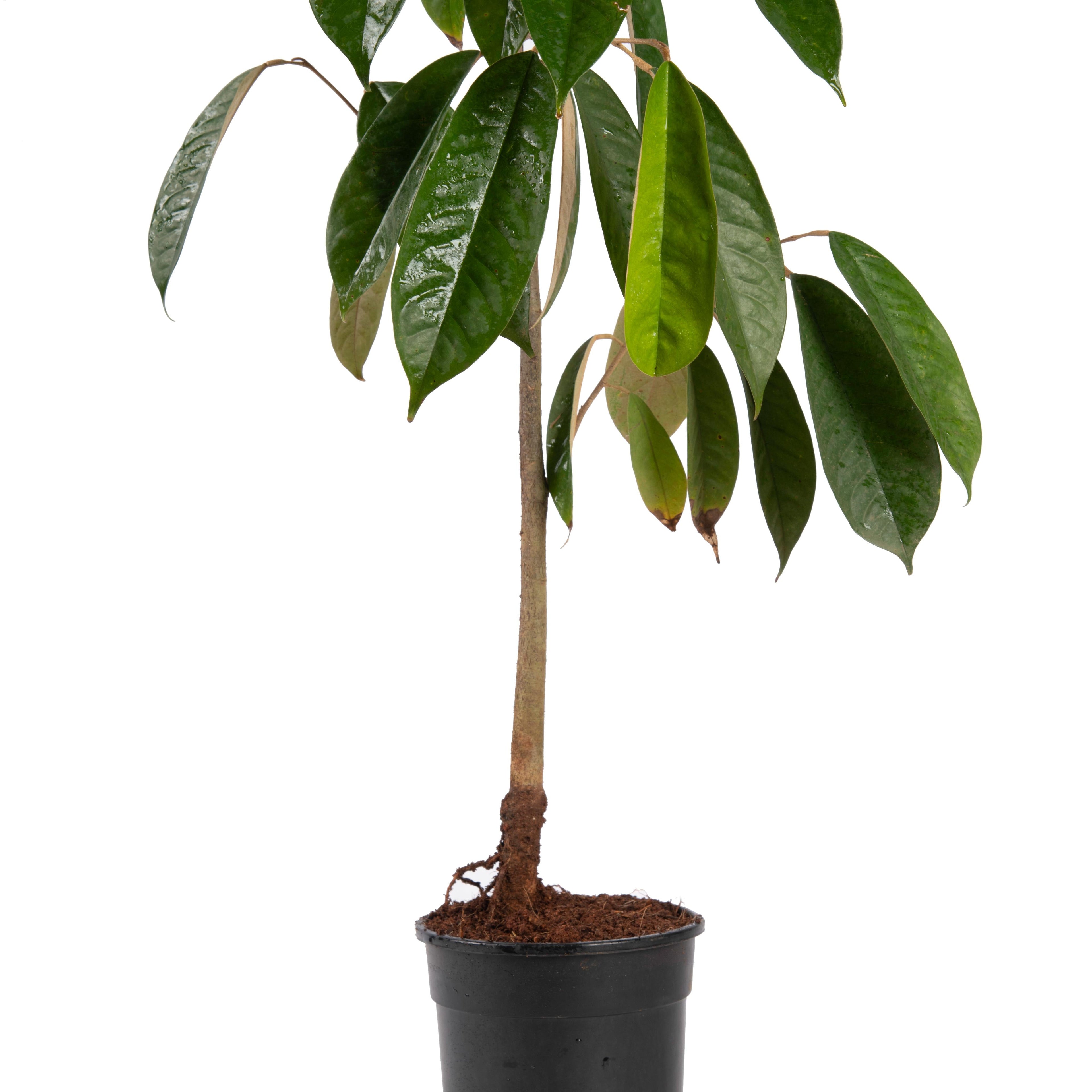 Milk Fruit/Chrysophyllum cainito - Exotic Fruit Plants