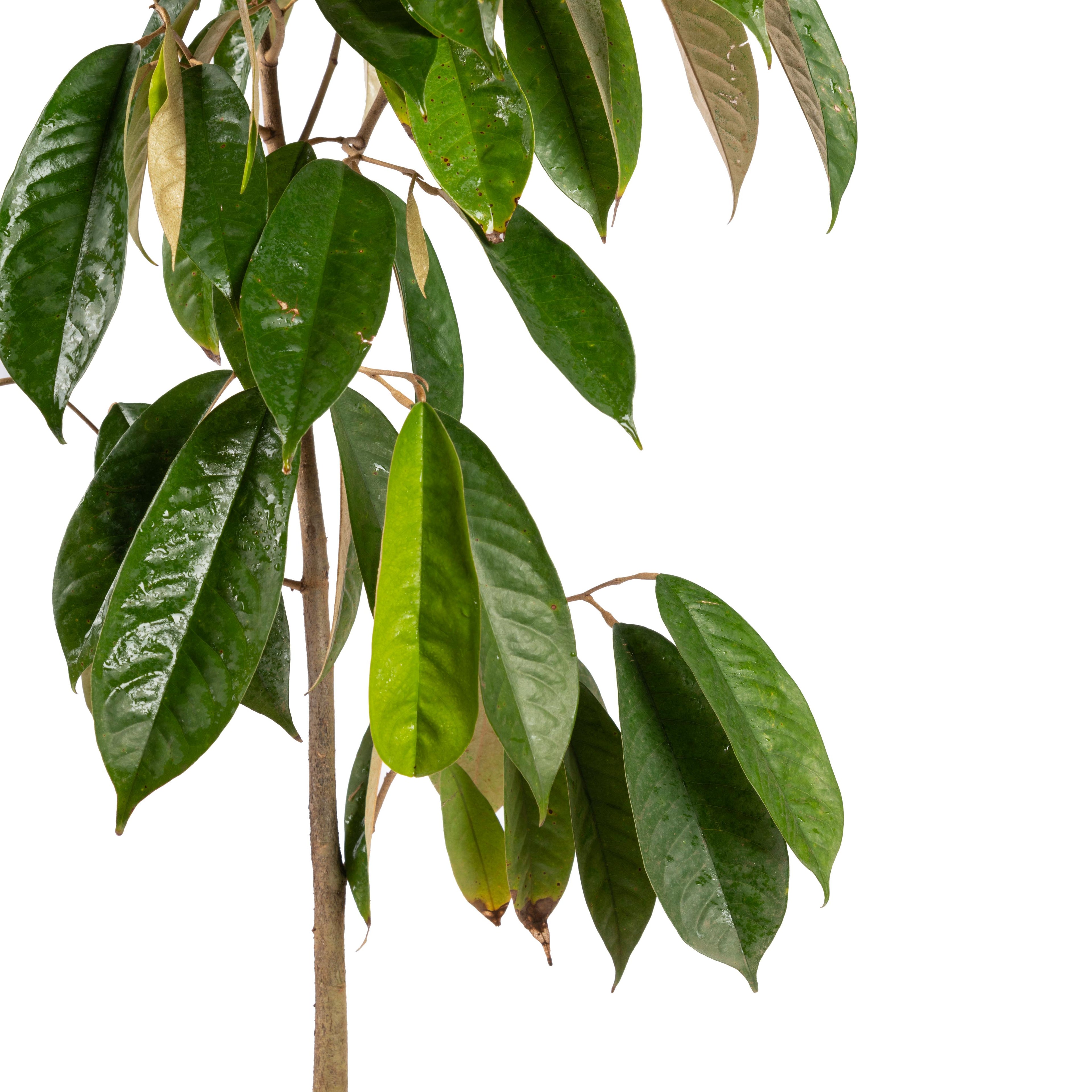 Milk Fruit/Chrysophyllum cainito - Exotic Fruit Plants