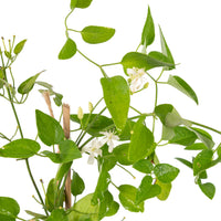 Clematis gourian - Creepers & Climbers