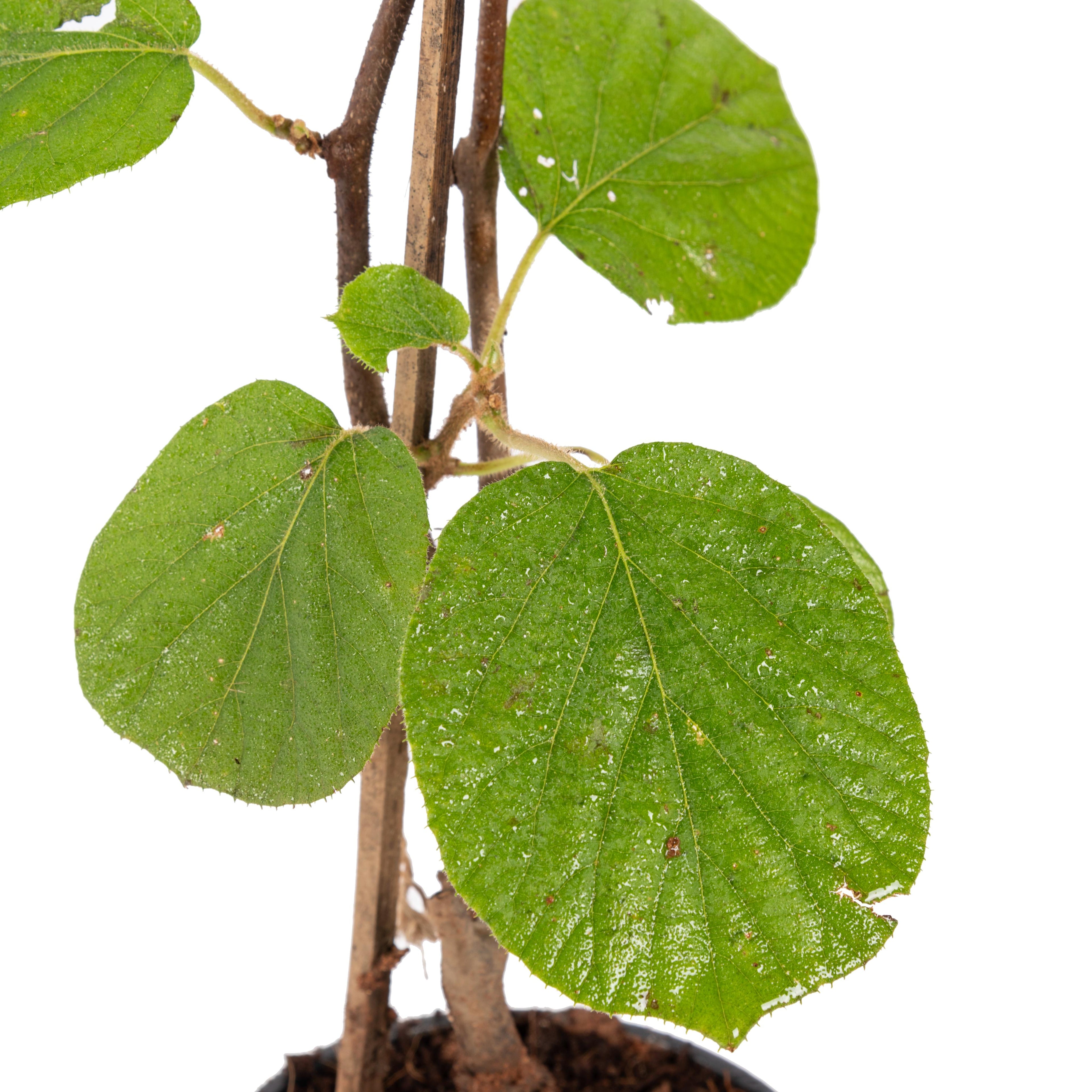 Kiwi Fruit (Grafted)