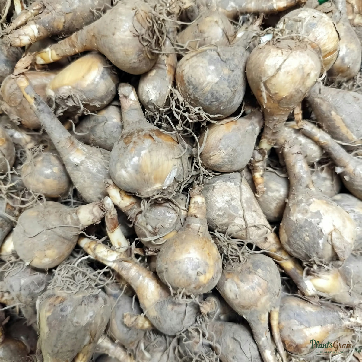 Daffodil Double Petal bulbs, pile before planting