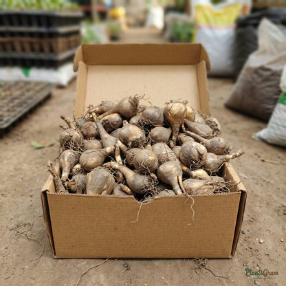 Daffodil Double Petal bulbs packed in shipping box