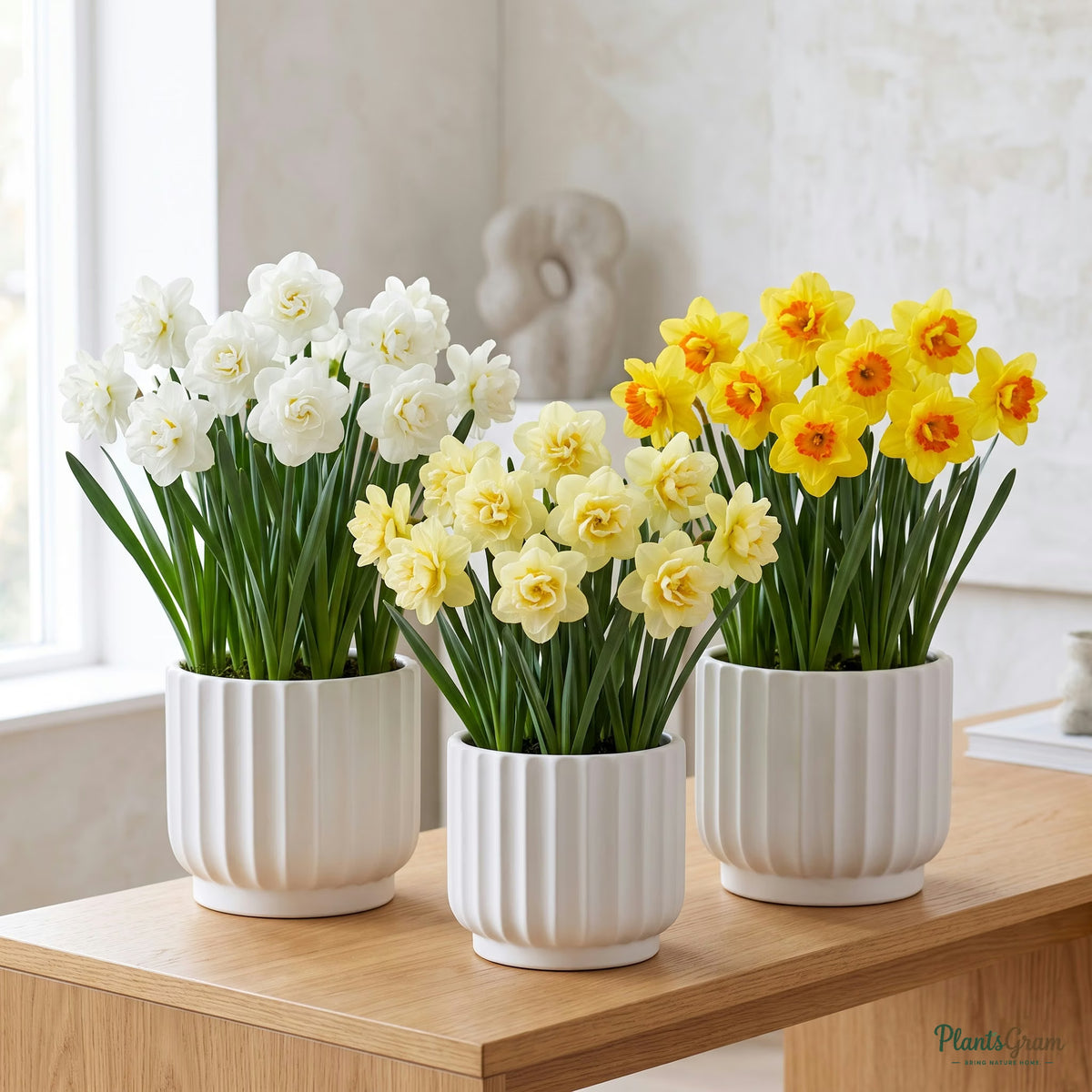 Daffodil Double Petal mixed-colour flower plants in ceramic planters