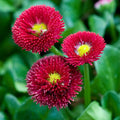 Daisy Red Bellis Perennis Flower Seeds