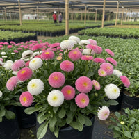 Daisy Double Mixed Flower Seeds