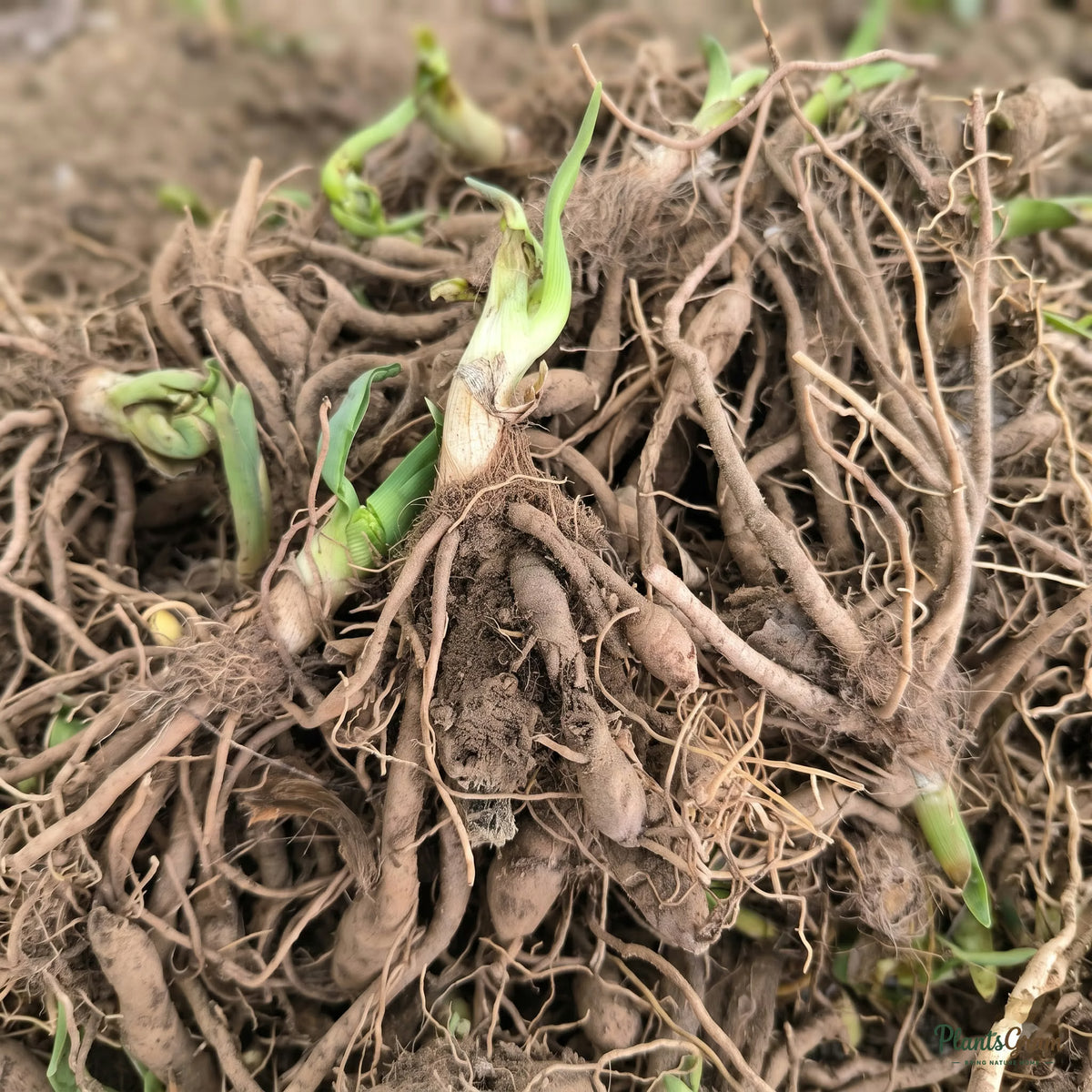 Day Lily roots/rhizomes piled together