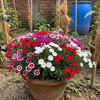 Dianthus Baby Doll Mix Flower Seeds