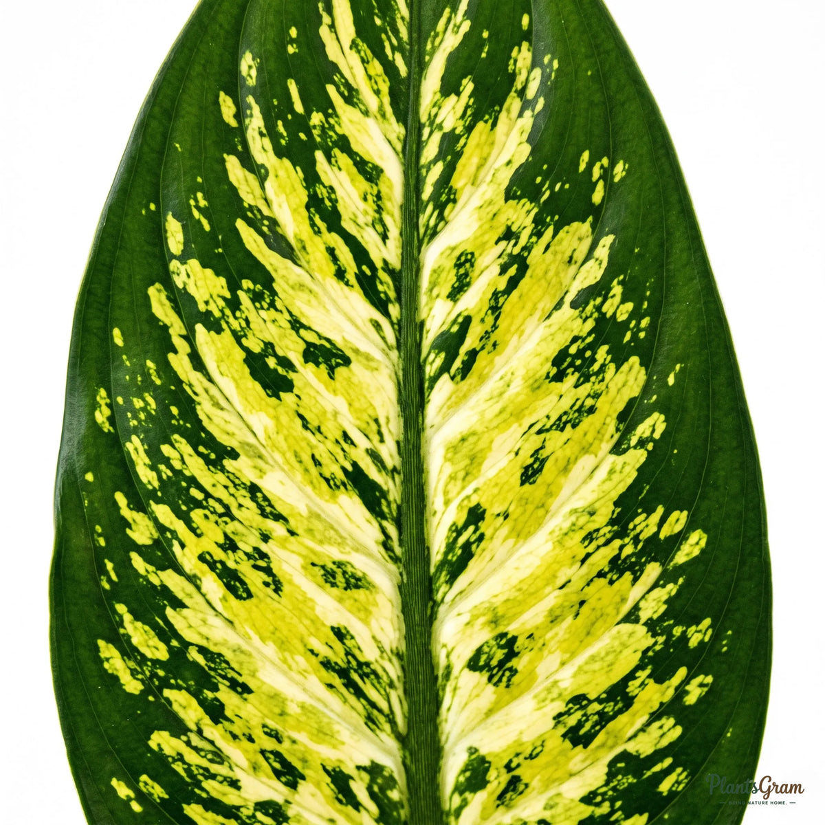 Macro photograph of a Dieffenbachia Lemon leaf