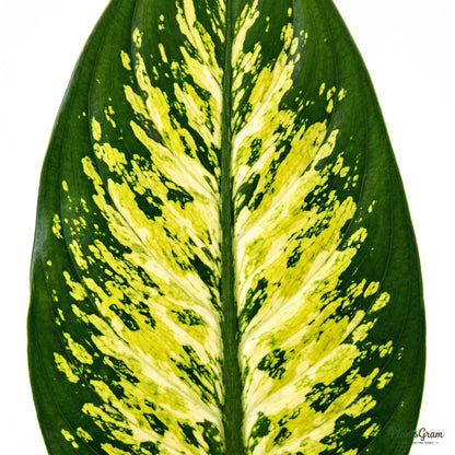 Macro photograph of a Dieffenbachia Lemon leaf