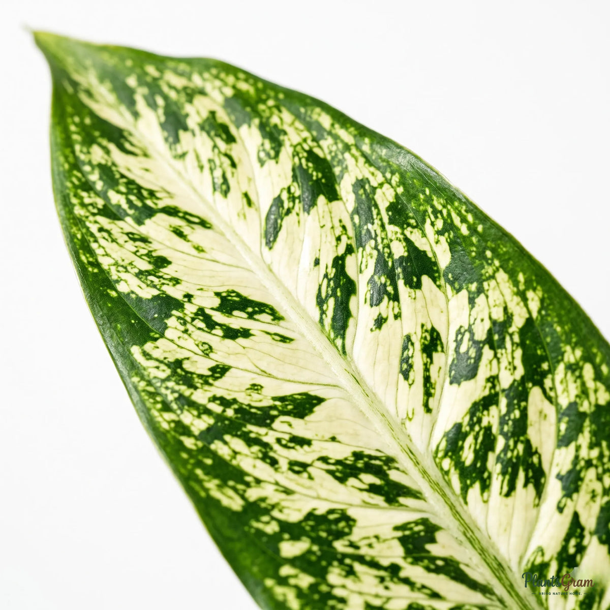 Macro photograph of a Dieffenbachia Long leaf