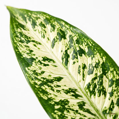 Macro photograph of a Dieffenbachia Long leaf