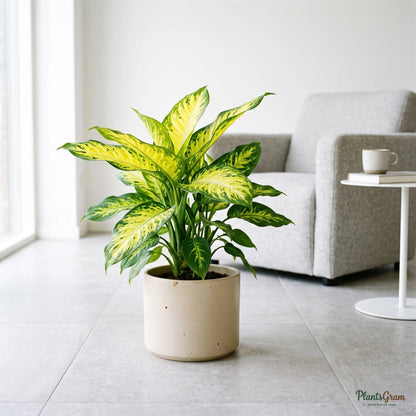 Dieffenbachia Lemon plant with yellow-green splashed leaves in a beige planter