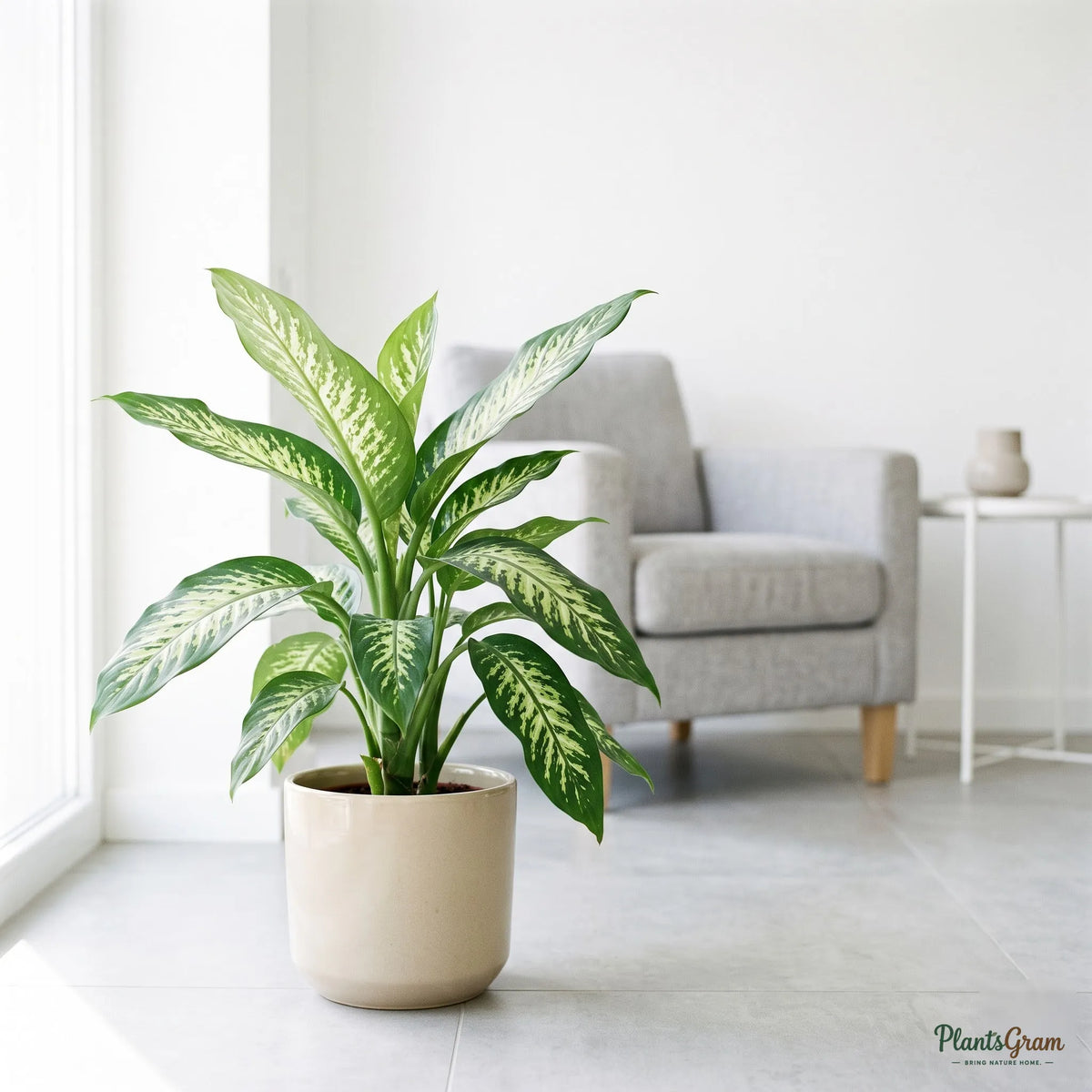 Dieffenbachia Long plant with broad white-and-green striped leaves in a planter