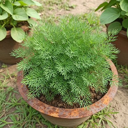 Dill Soya Saag Seeds