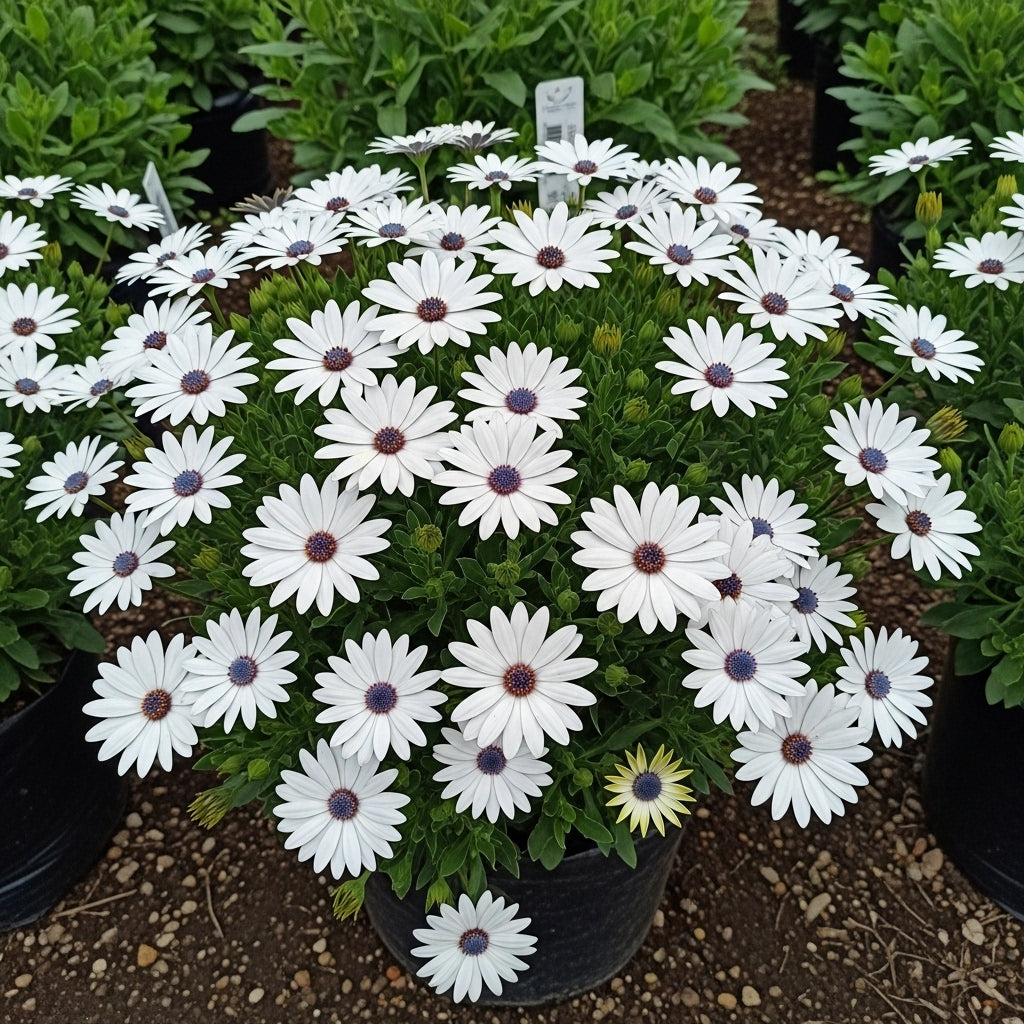 Dimorphotheca White King Flower Seeds