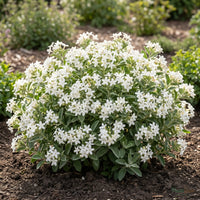 Downy Jasmine (Kagada) shrub in bloom with clusters of white flowers