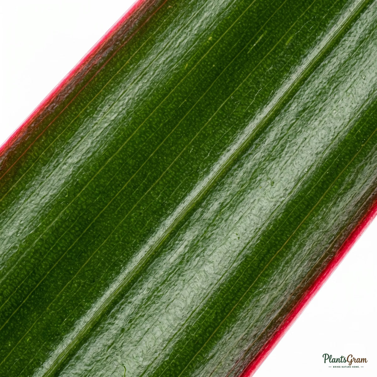 Close-up of Dracaena Bicolor leaf showing red and green striping
