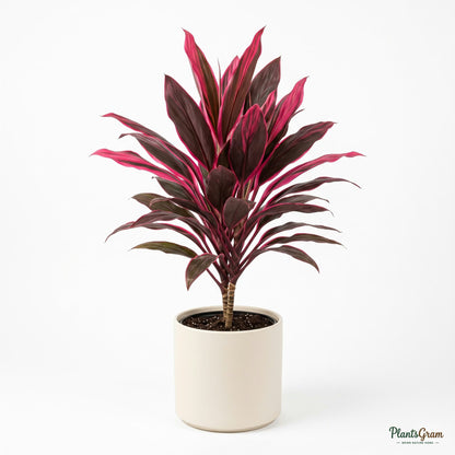 Potted Cordyline Terminalis plant