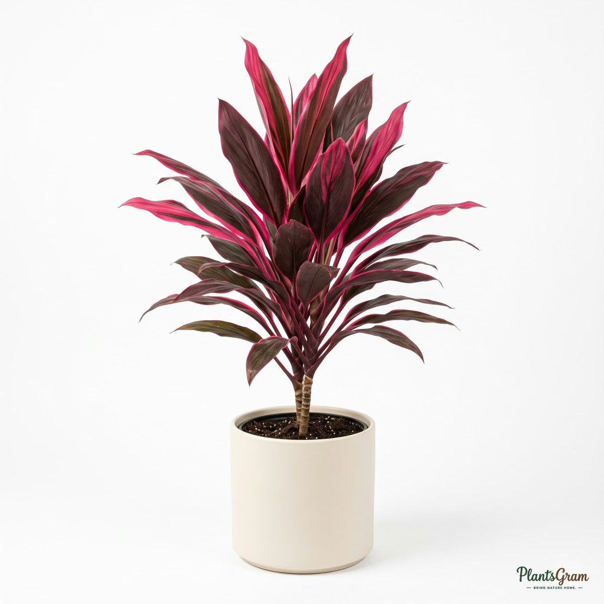 Potted Cordyline Mahatma plant