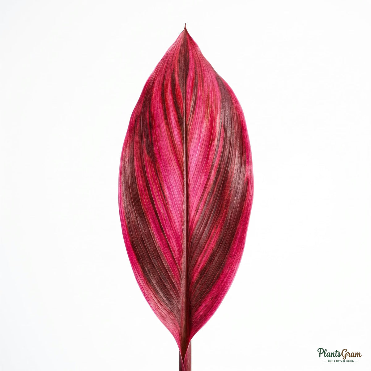 Close-up of Cordyline Terminalis leaf coloring