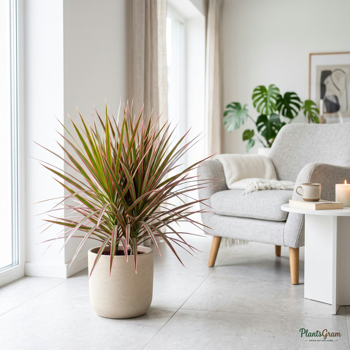 Dracaena Tricolor plant in beige planter