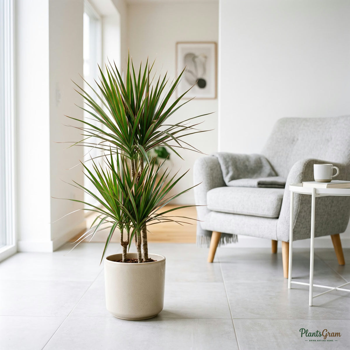 Dracaena Marginata Bicolor plant in a beige planter
