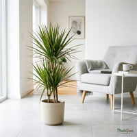 Dracaena Marginata Bicolor plant in a beige planter
