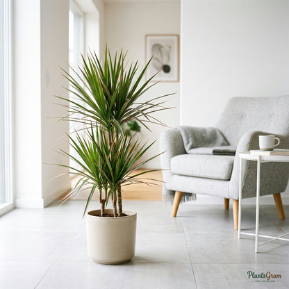 Dracaena Marginata Bicolor plant in a beige planter