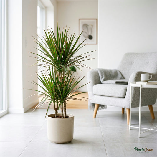 Dracaena Marginata Bicolor plant in a beige planter