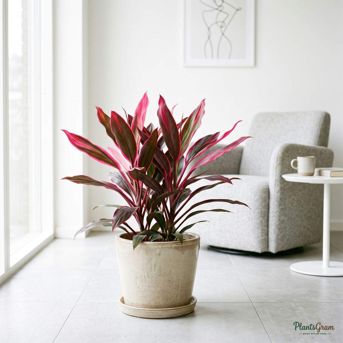 Cordyline Mahatma plant with pink-red leaves in planter