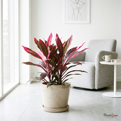 Cordyline Mahatma plant with pink-red leaves in planter