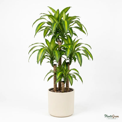 Cornstalk Dracaena - Corn Plant (Dracaena fragrans 'Massangeana')