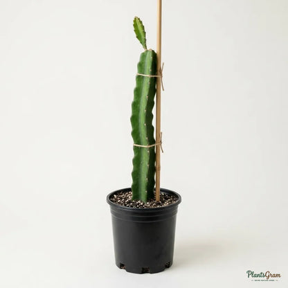 Dragon Fruit