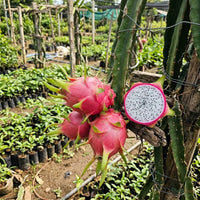 Dragon Fruit