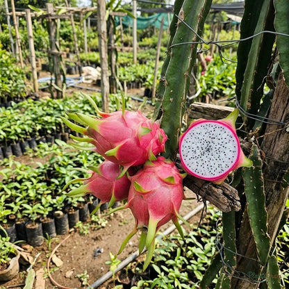 Dragon Fruit