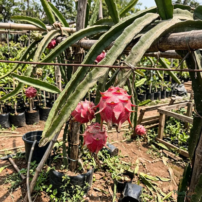Dragon Fruit