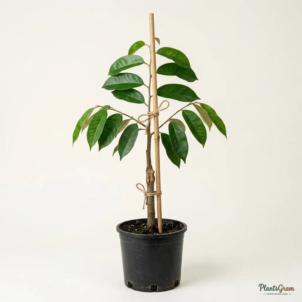 Durian (D24 / Sultan Durian Variety)