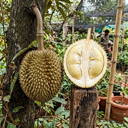 Durian (D24 / Sultan Durian Variety)